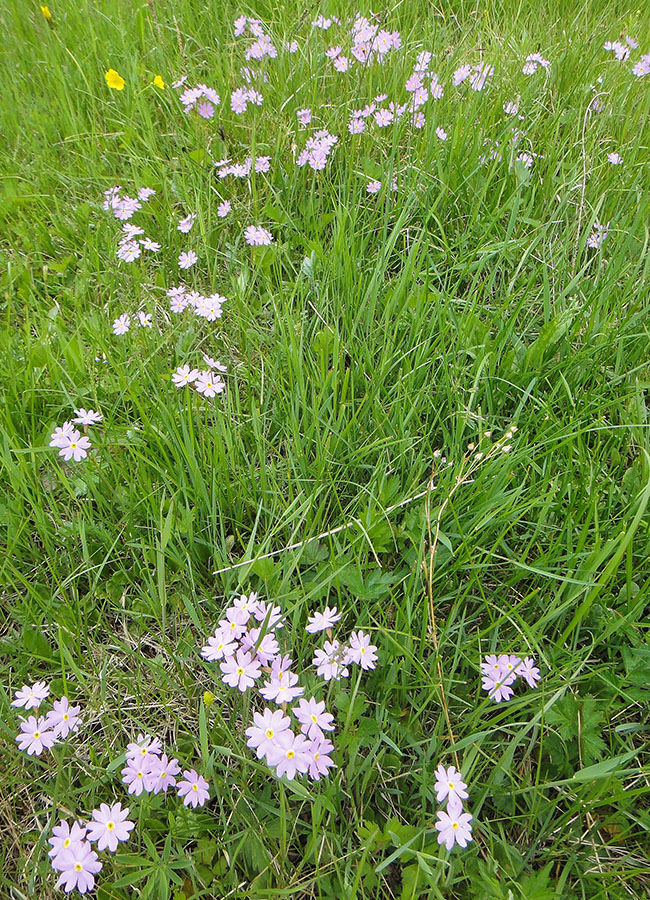 Image of Primula nutans specimen.