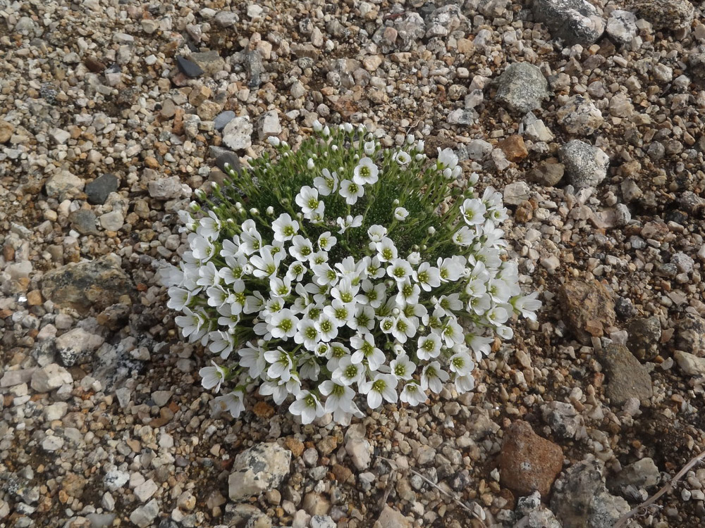 Изображение особи Minuartia macrocarpa.