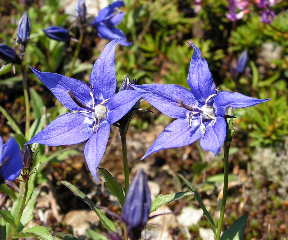 Изображение особи Popoviocodonia stenocarpa.