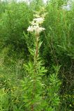 Filipendula ulmaria