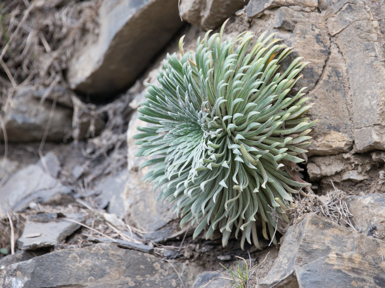 Image of Saxifraga longifolia specimen.