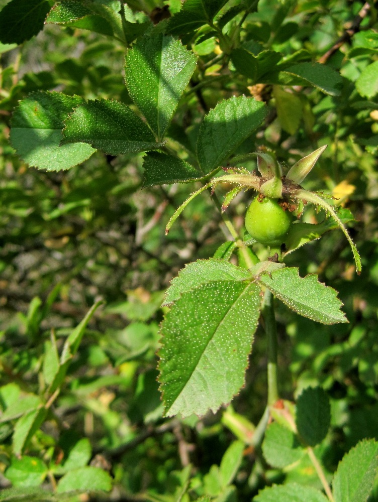 Image of Rosa pulverulenta specimen.