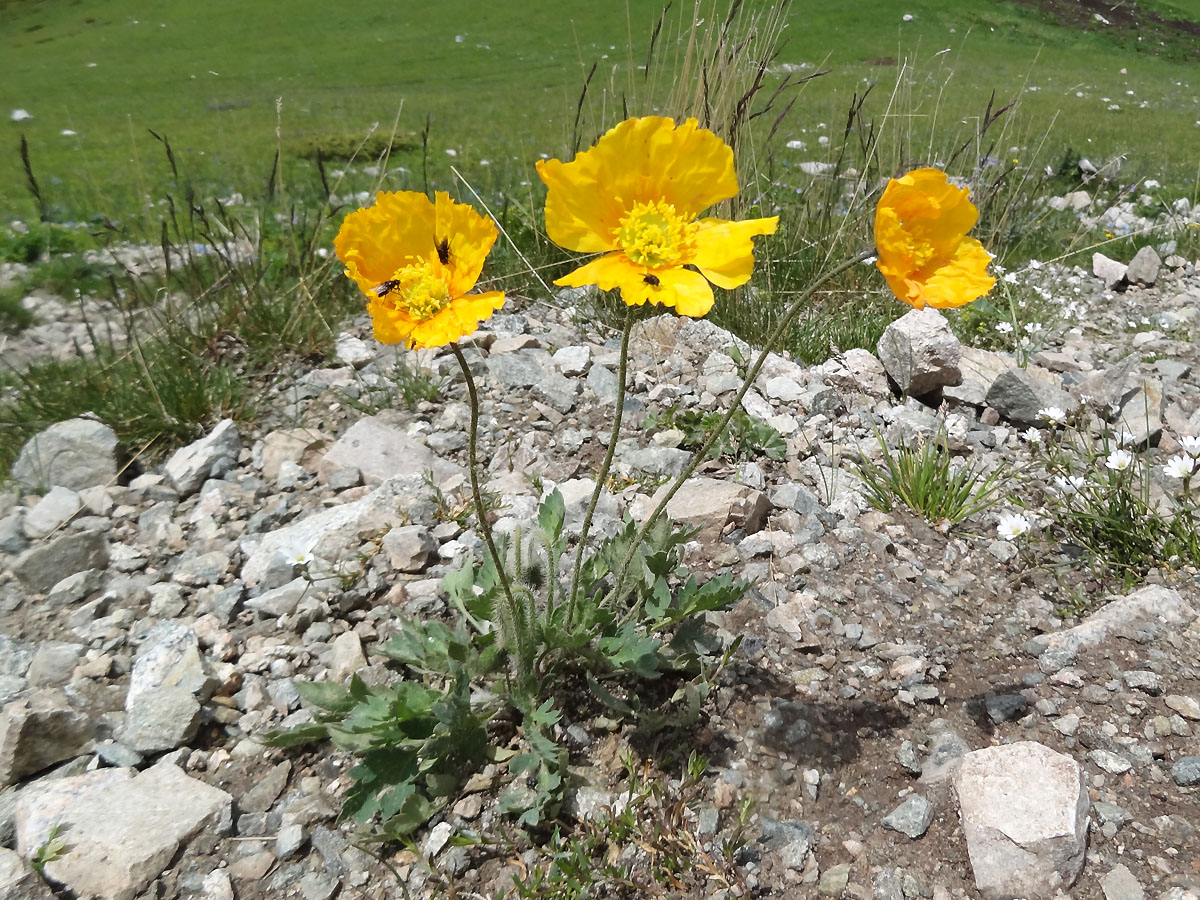 Image of Papaver croceum specimen.