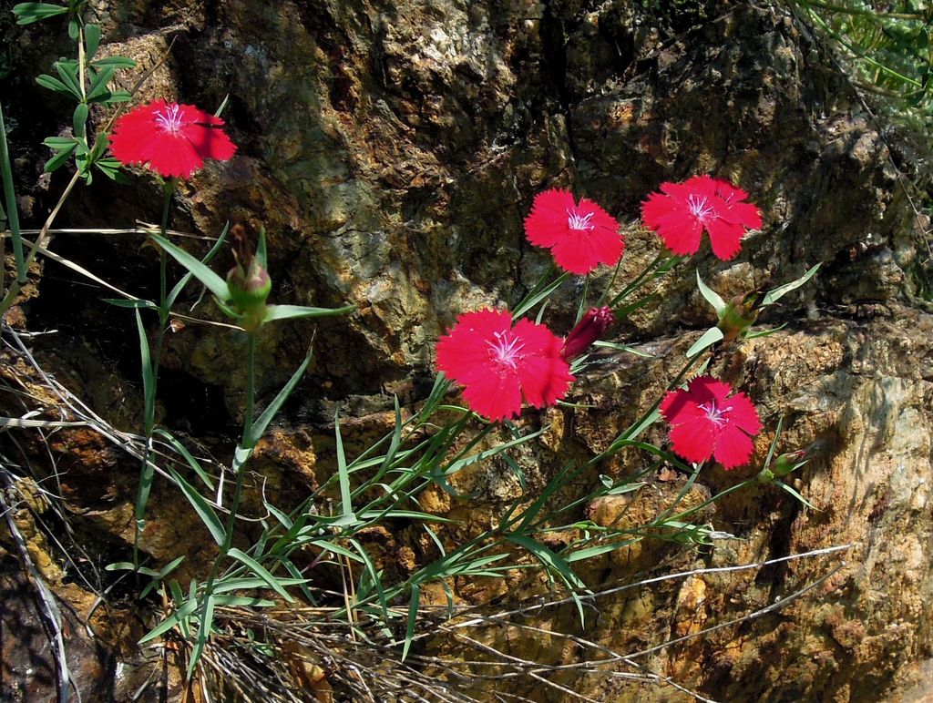 Изображение особи Dianthus mainensis.