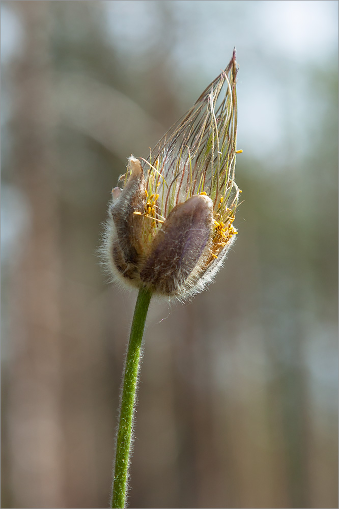 Изображение особи Pulsatilla pratensis.