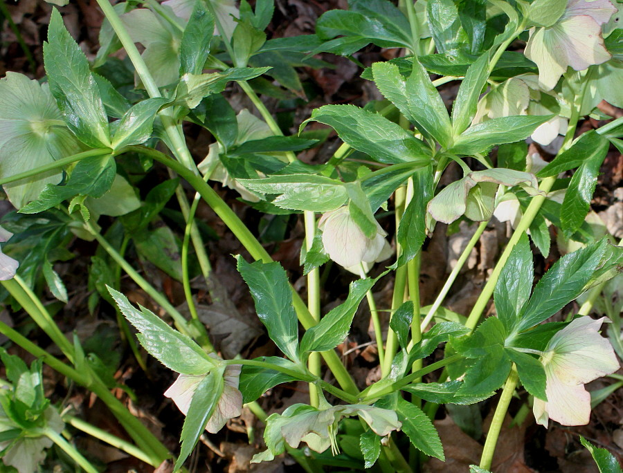 Image of Helleborus caucasicus specimen.