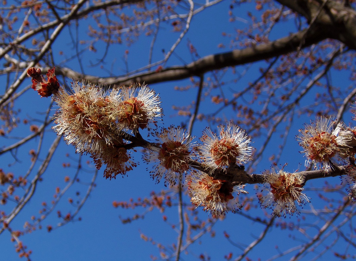 Изображение особи Acer saccharinum.