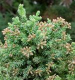 Cryptomeria japonica. Ветвь с развивающимися микростробилами ('Jundai-sugi'). Германия, г. Дюссельдорф, Ботанический сад университета. 02.03.2014.
