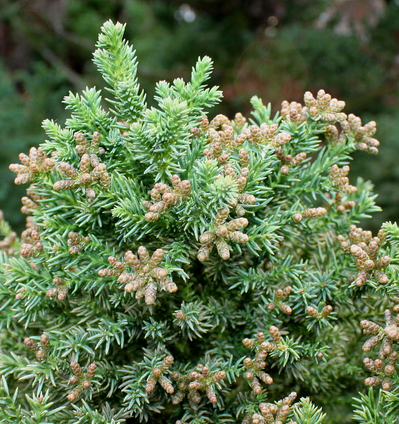 Изображение особи Cryptomeria japonica.