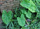 Caladium bicolor. Вегетирующее растение. Таиланд, Краби. 18.06.2013.