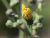 Sonchus oleraceus