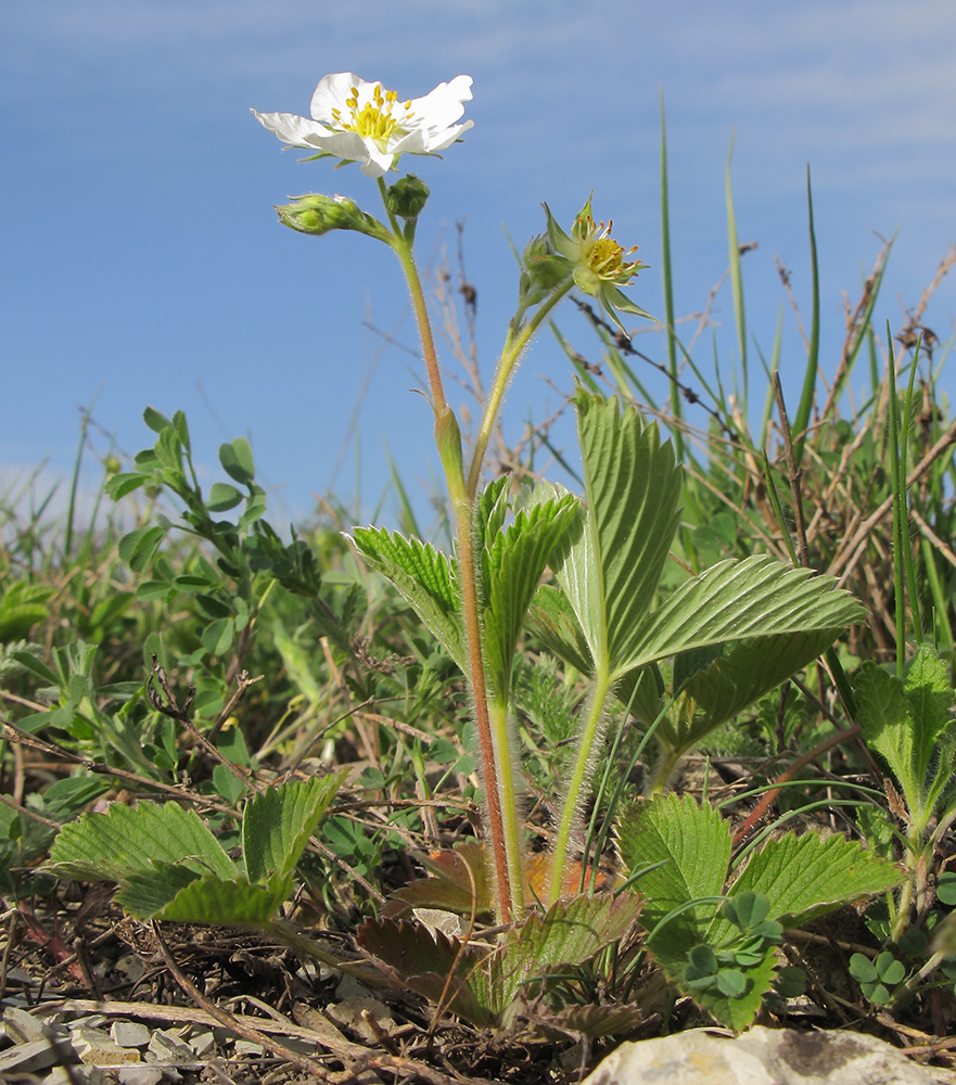 Изображение особи Fragaria viridis.