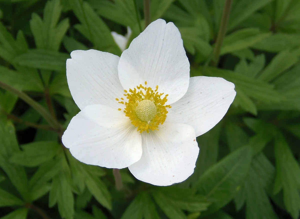 Изображение особи Anemone sylvestris.