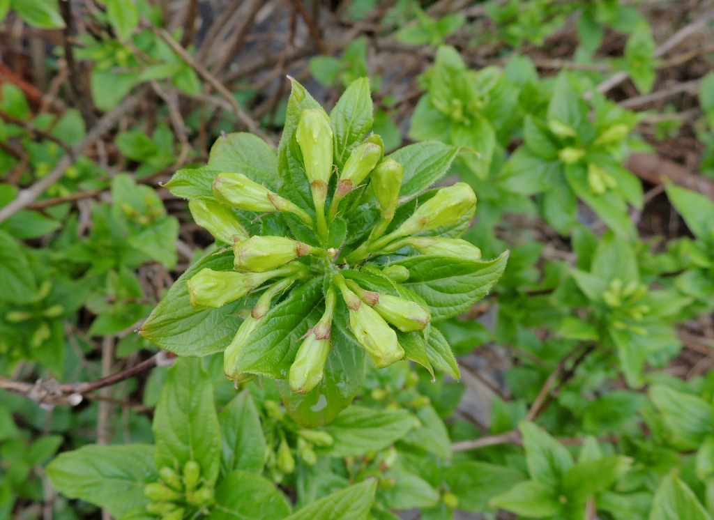 Image of Weigela middendorffiana specimen.