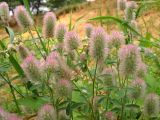 Trifolium arvense. Верхушки цветущих растений. Московская обл., ЗБС МГУ. Июль 2007.