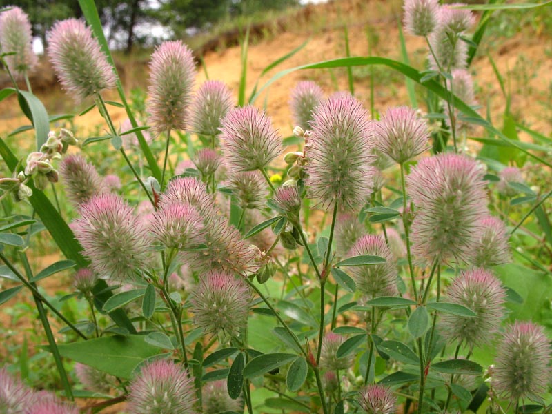 Изображение особи Trifolium arvense.
