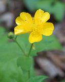 Ranunculus cappadocicus. Цветок. Адыгея, левый берег р. Белая, вдоль тропы из пос. Каменномостовский до водопадов Руфабго. 27.04.2013.