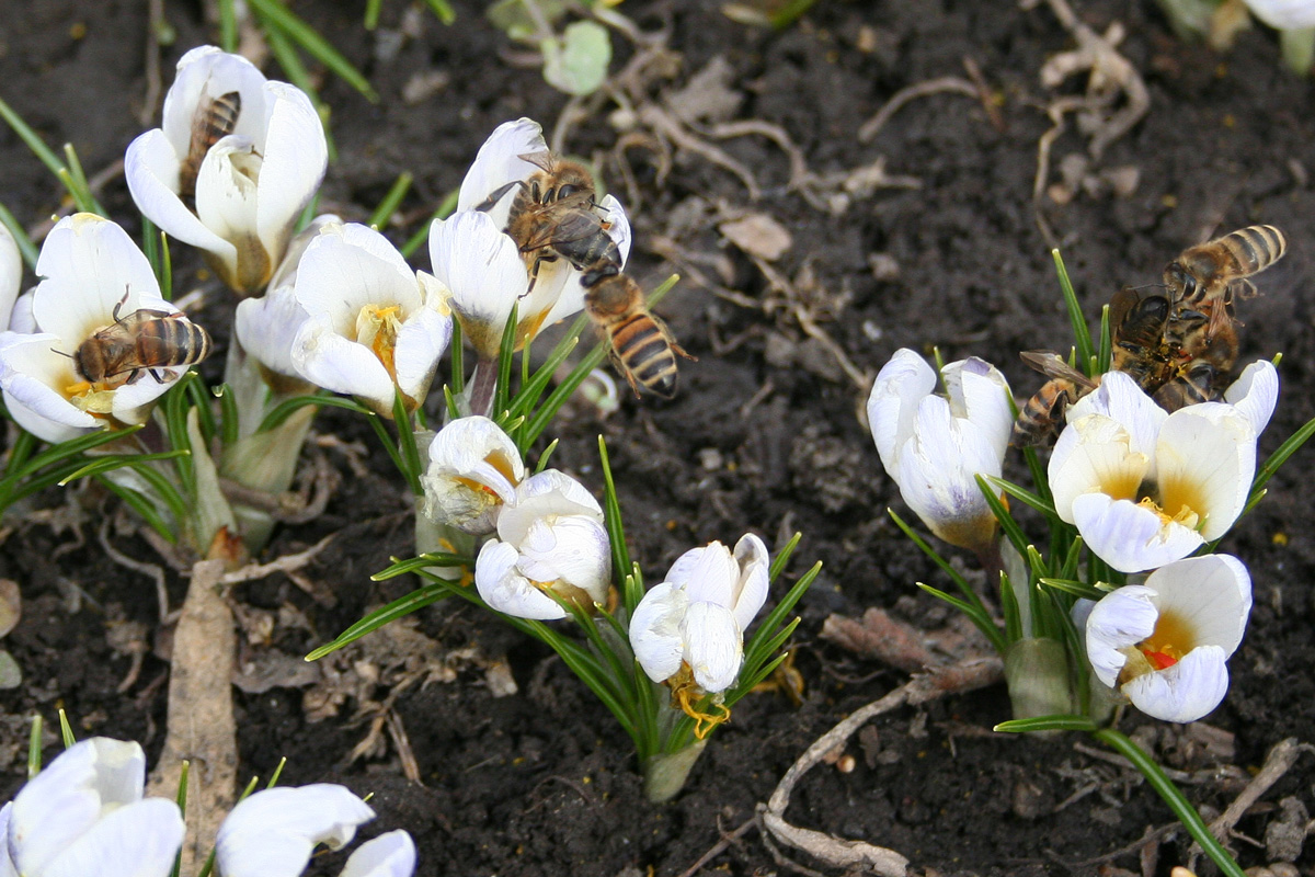 Image of Crocus chrysanthus specimen.