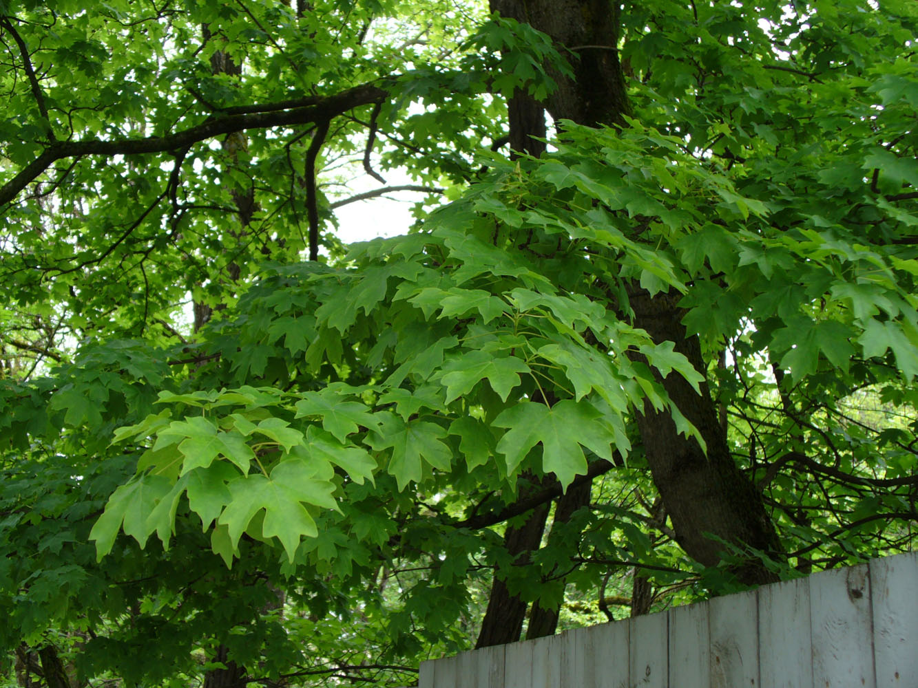 Image of Acer campestre specimen.