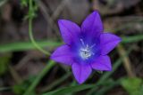 Campanula altaica