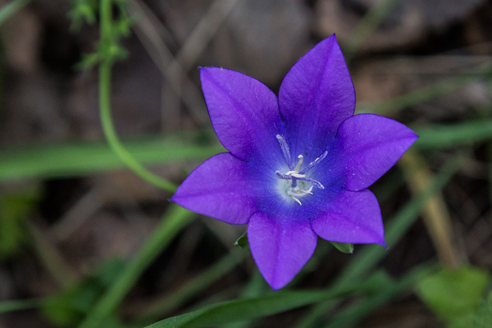 Изображение особи Campanula altaica.