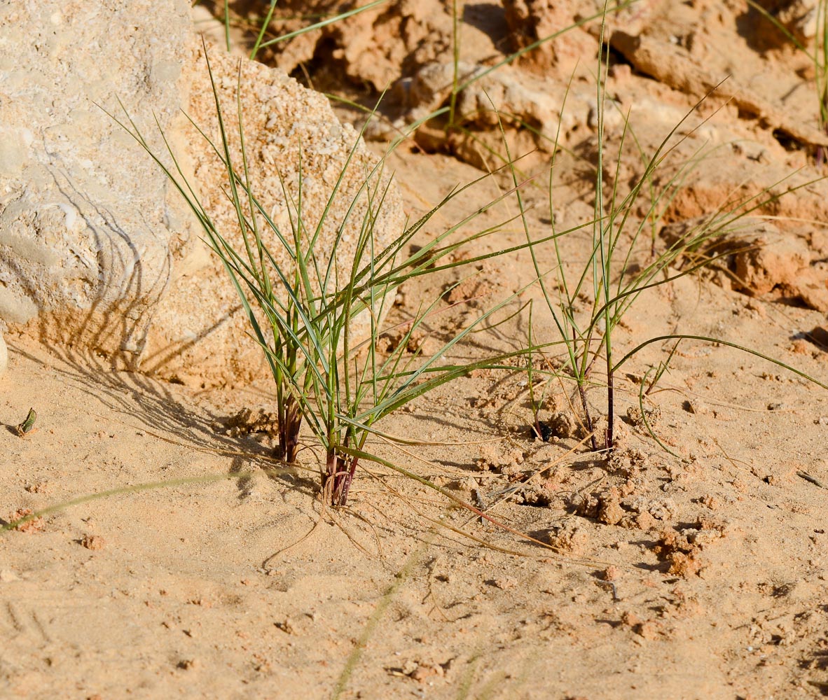 Image of Elytrigia juncea specimen.