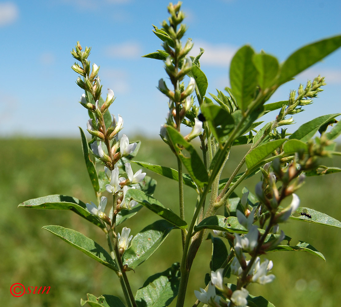 Image of Glycyrrhiza glabra specimen.