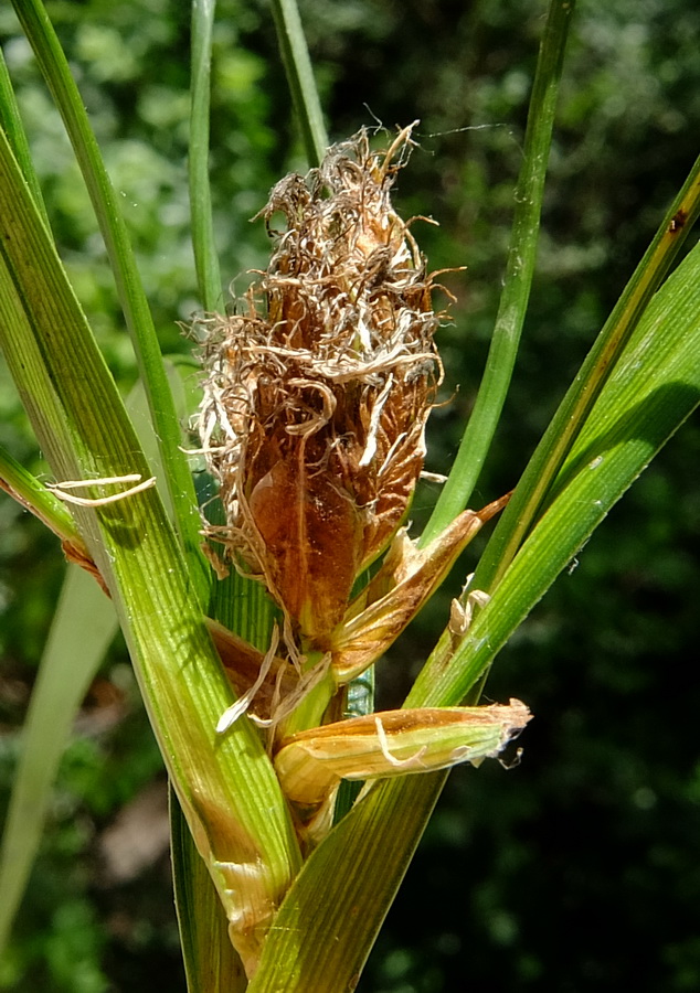 Image of Bolboschoenus yagara specimen.