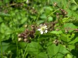 Rubus hirtus