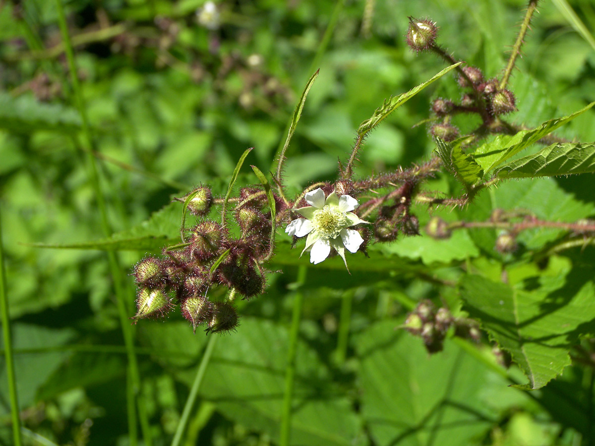 Изображение особи Rubus hirtus.