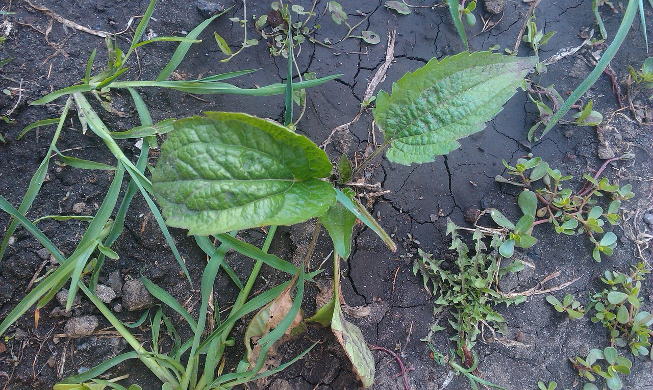 Изображение особи род Echinacea.