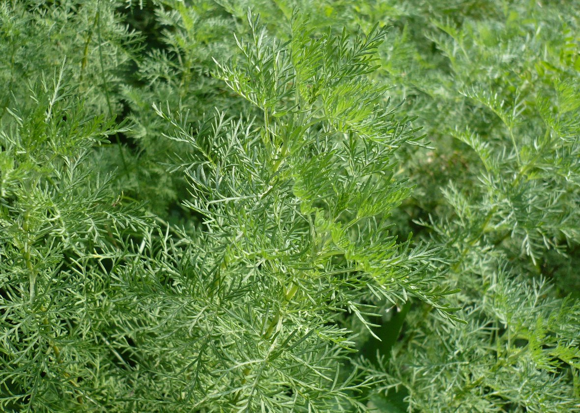 Image of genus Artemisia specimen.