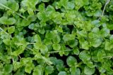 Lysimachia nemorum. Побеги. Германия, г. Дюссельдорф, Ботанический сад университета. 03.06.2014.