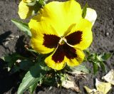 Viola wittrockiana