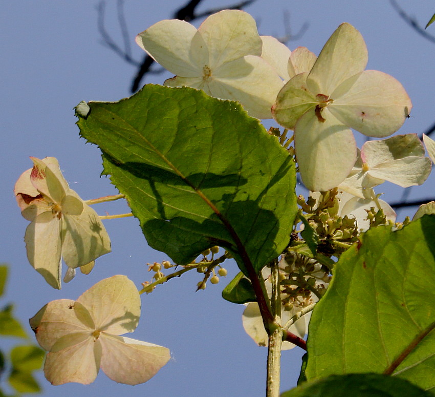 Изображение особи Hydrangea heteromalla.