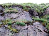 Rhodiola rosea. Заросли родиолы на скальном обнажении. Кольский полуостров, Восточный Мурман, окрестности пос. Дальние Зеленцы, кут губы Ярнышная. 23.07.2009.