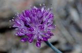 род Allium
