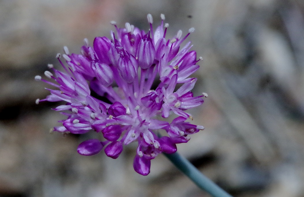 Image of genus Allium specimen.