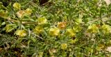 Tetraena dumosa