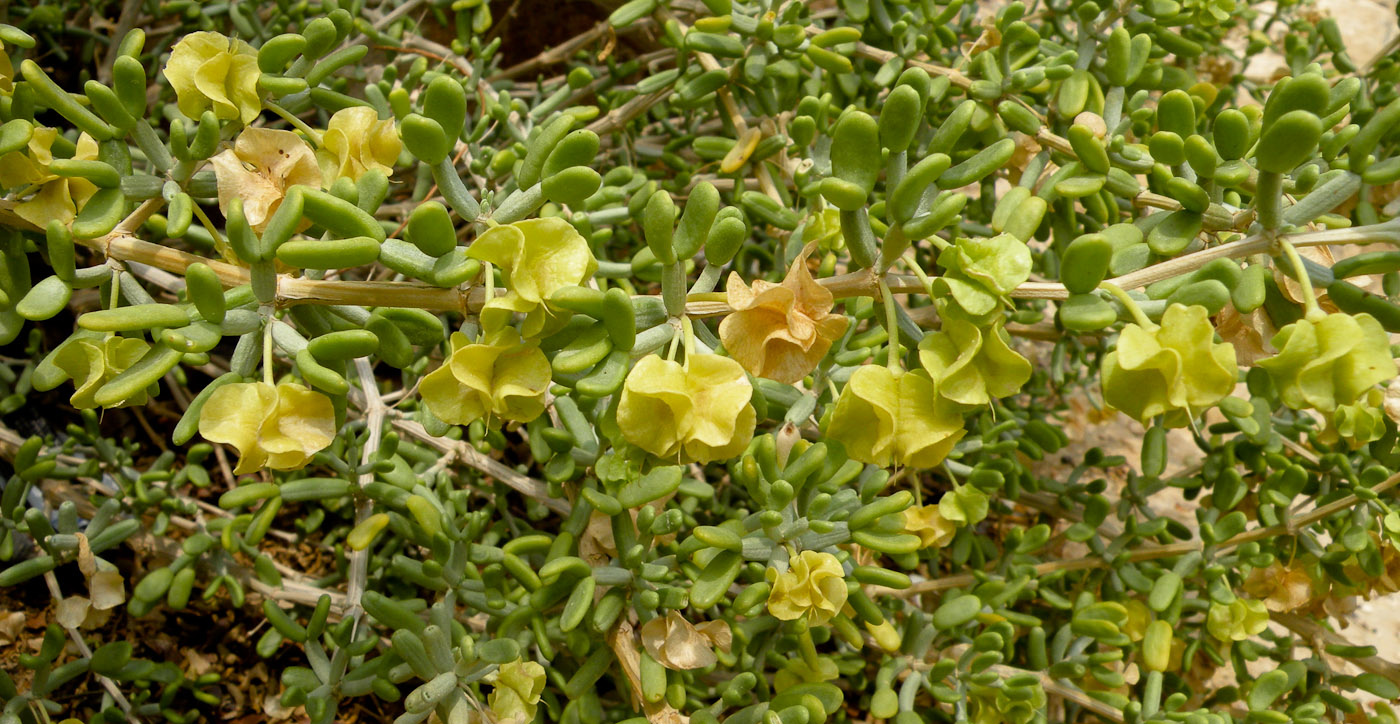 Изображение особи Tetraena dumosa.