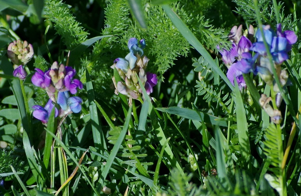 Изображение особи Oxytropis glabra.