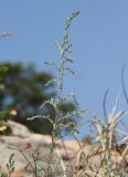 Image of taxon representative. Author is Антон Попович