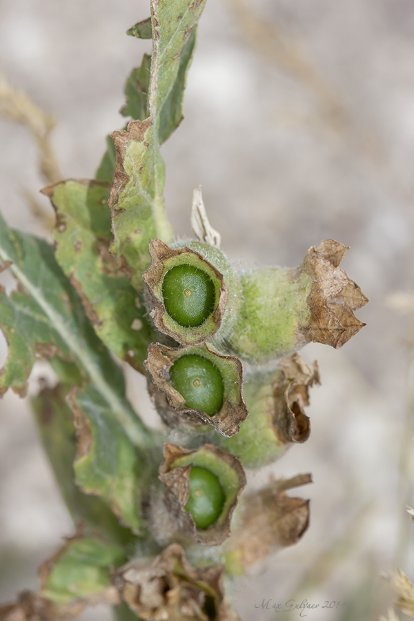 Изображение особи Hyoscyamus niger.