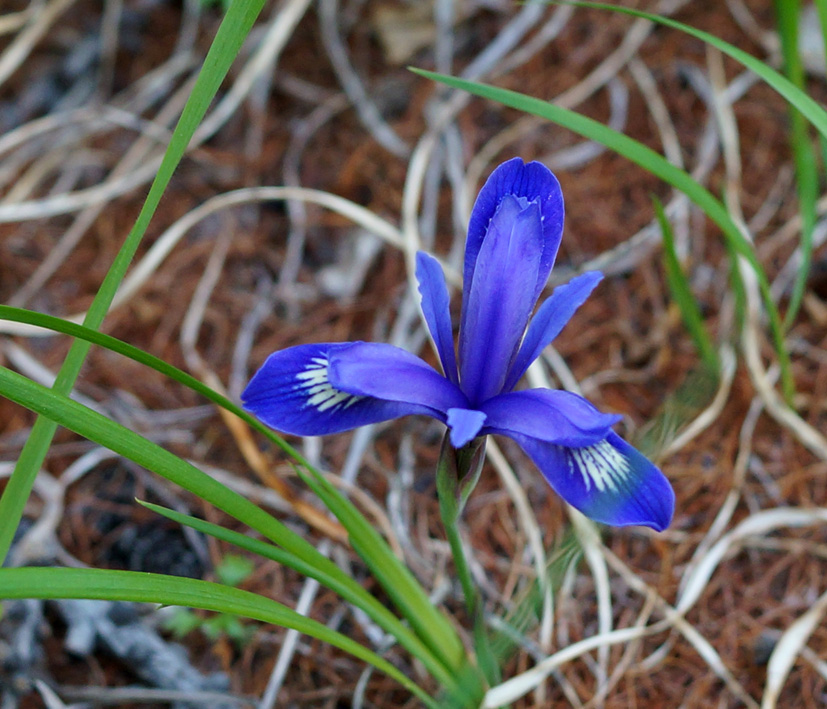 Изображение особи Iris ruthenica.