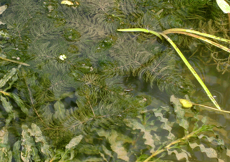 Изображение особи Ceratophyllum demersum.