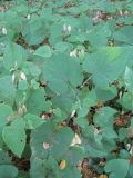 Lunaria rediviva. Группа плодоносящих растений. Москва, ГБС. 3 октября 2008 г.