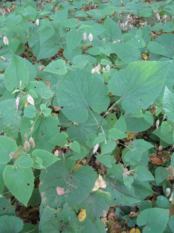 Изображение особи Lunaria rediviva.