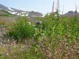 Aconitum maximum