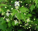 Clematis brevicaudata