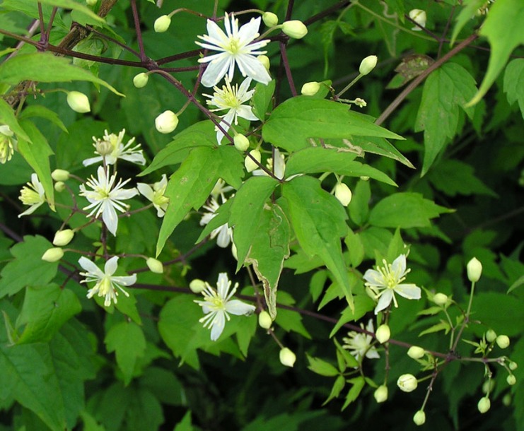 Изображение особи Clematis brevicaudata.